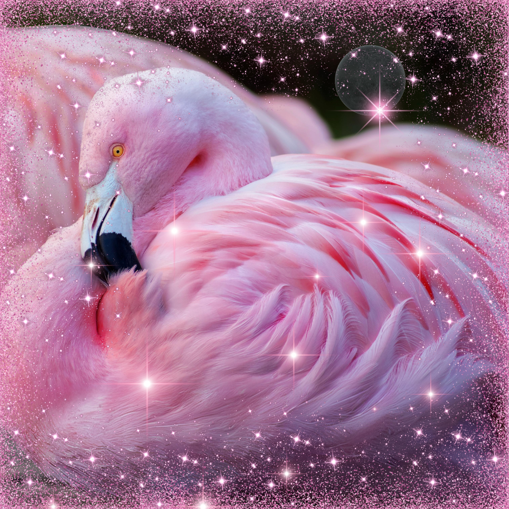 flamenco animal de poder-atraer amor-totem flamenco-significado espiritual del flamenco
